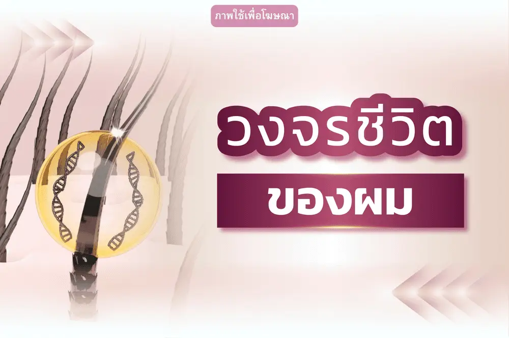 วงจรชีวิตเส้นผม คืออะไร เข้าใจก่อนผมร่วง
